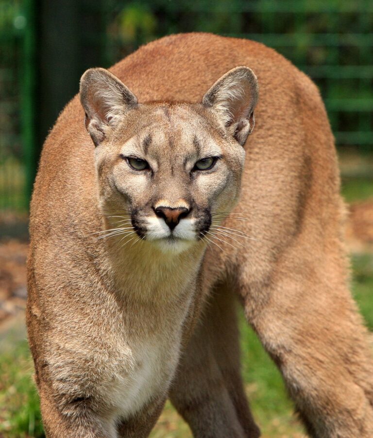 The Center For Biological Diversity Sues California Pesticide Regulators To Protect Mountian Lions, Foxes & Many Other Species From Super-Toxic Rat Poisons