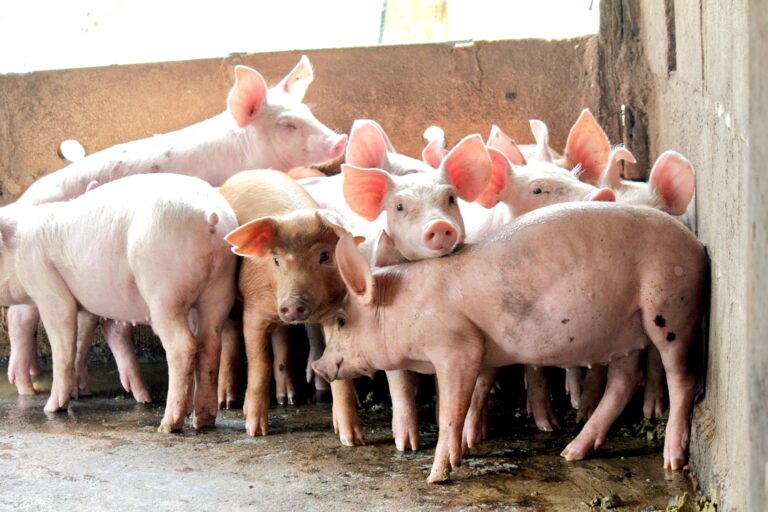 U.S. District Court Of Kansas Strikes Down Nearly All Of The State’s Ag-Gag Laws Which Made Undercover Investigations Illegal In Slaughterhouses