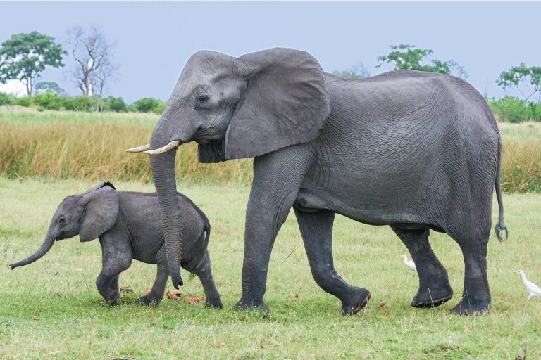 Friends Of Animals Calls On The State Of New York To Ban Trophy Imports Of Endangered Species