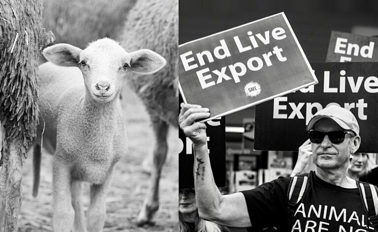 Breaking! Animal Rights Organization SAFE Protests The Live Export Trade Today In New Zealand As Ship Arrives To Take Animals To Slaughter