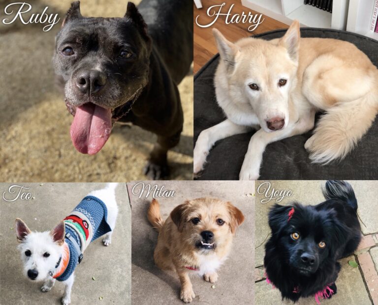 Meet Some Loving Adoptable Dogs Who Are Looking For Their Forever Homes; Here Are WAN’s Rescues Of The Week!