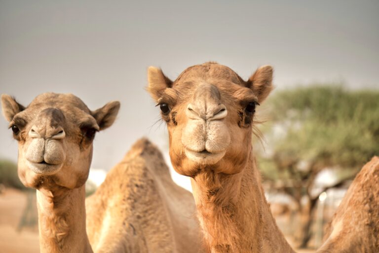 Urgent Signatures Needed On Petition Against Massive 5-Day Cull Of 10,000 Camels In Australia During Drought & Wildfires