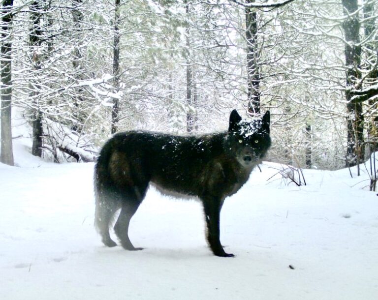 Breaking! $7,500 Reward Offered After Radio-Collared Wolf Was Illegally Shot & Killed In California