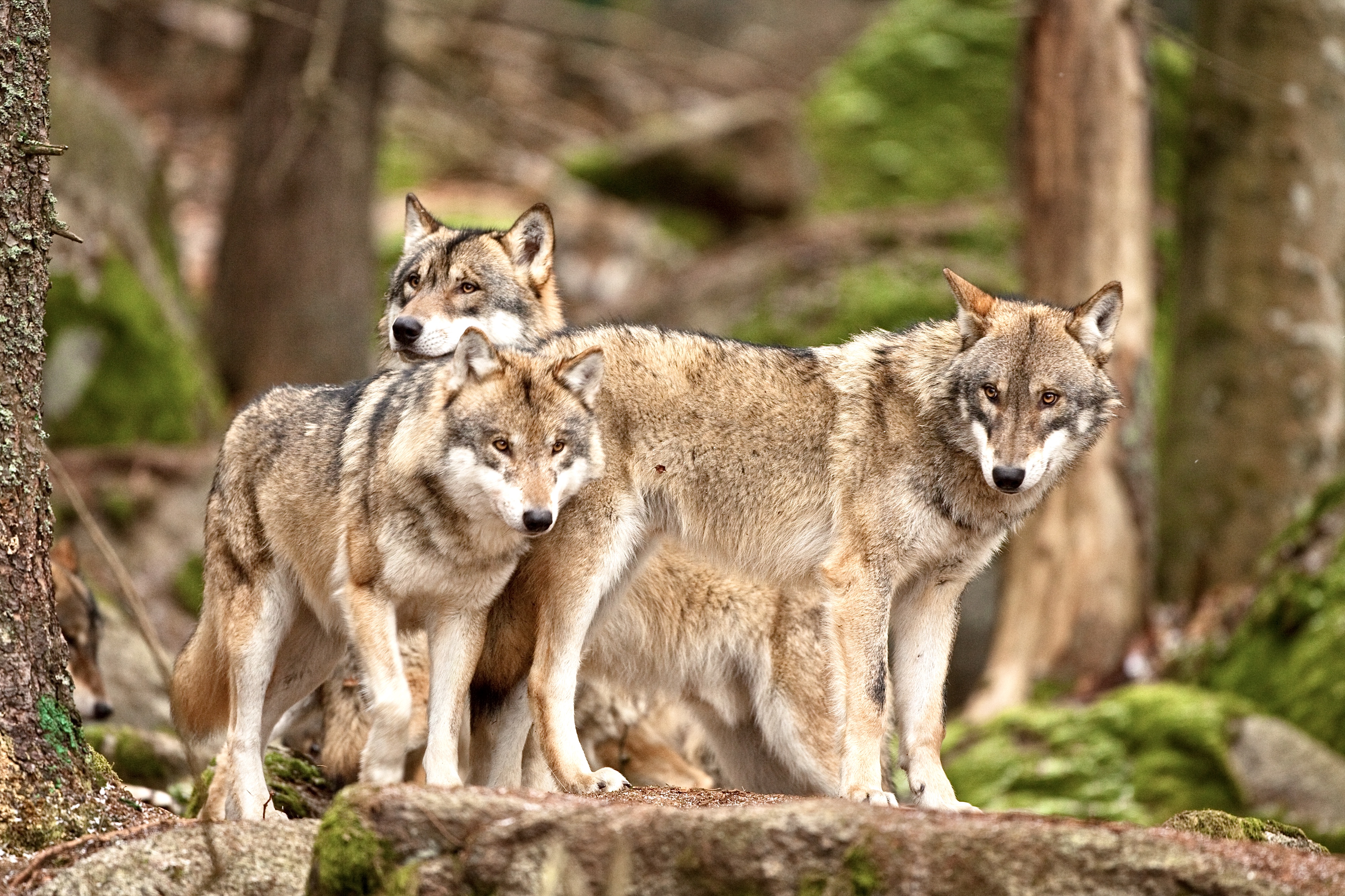 Breaking! Colorado Parks & Wildlife Confirms First Gray Wolf Pack