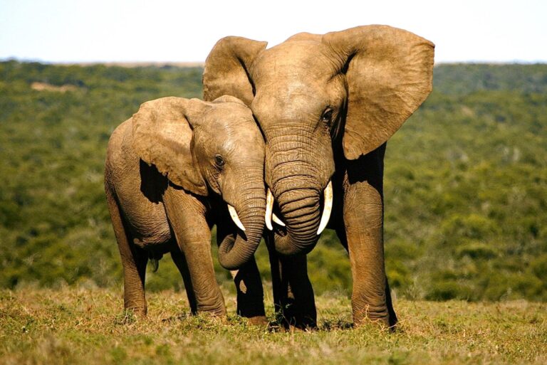 Urgent Call To Action! Stop Safari Club International From Auctioning Off Horrific Botswana Elephant Hunt In Canada On January 25th