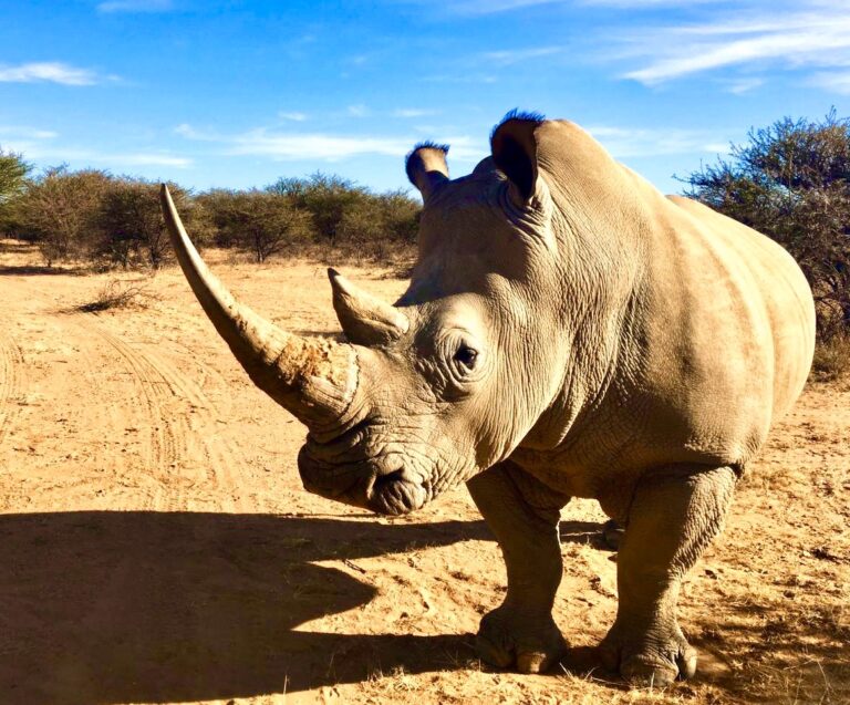 Breaking! Seven Suspected Rhino Poachers In Kruger National Park Arrested In First Nine Days Of 2020