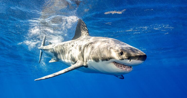 Victory! New Jersey’s Governor Phil Murphy Signs Legislation Prohibiting Possession, Sale, Trade, & Distribution Of Shark Fins
