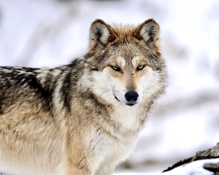 Breaking! New Mexico Approves Cruel Trapping & Killing Of Wildlife Despite Public Opposition Putting Endangered Mexican Gray Wolves, Wildlife & Pets At Risk