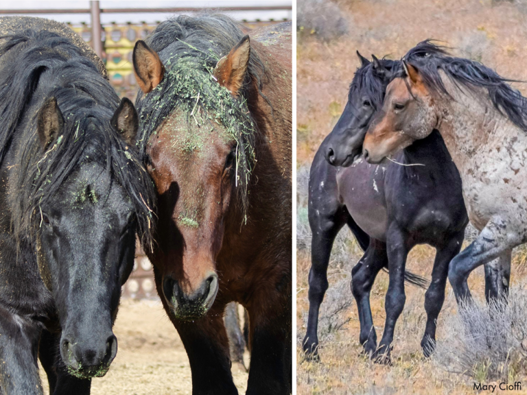 Wild Horse Advocates Urge Nevada BLM Not To Auction Off World-Famous Horse Families To The Highest Bidder After Cruel Capture