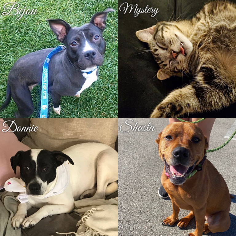 Meet Some Loving Adoptable Dogs Who Are Looking For Their Forever Homes; Here Are WAN’s Rescues Of The Week!