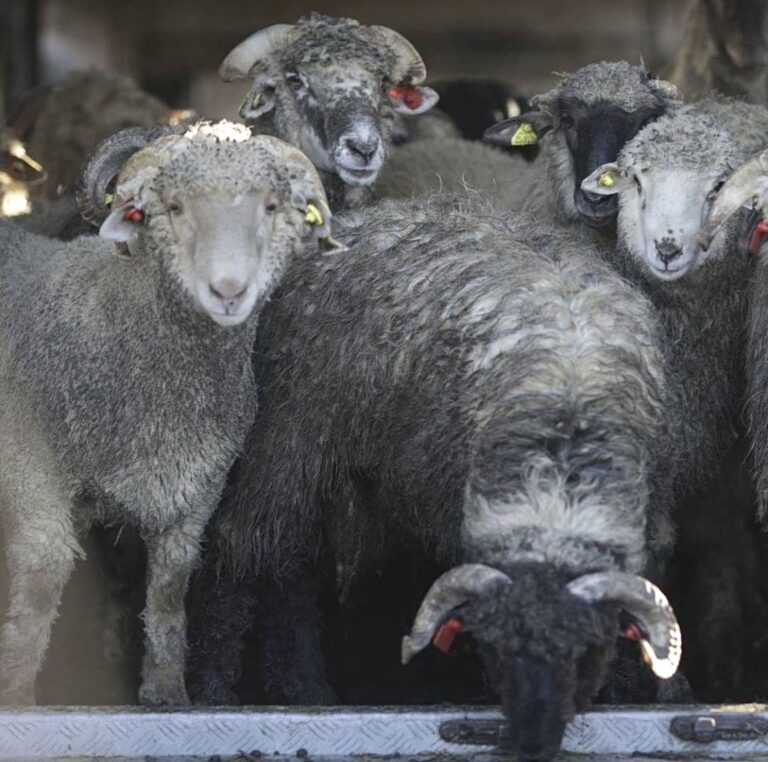 Update! FOUR PAWS Provides New Home For 180 Sheep That Were Rescued From Last Year’s Capsized Ship In Romania