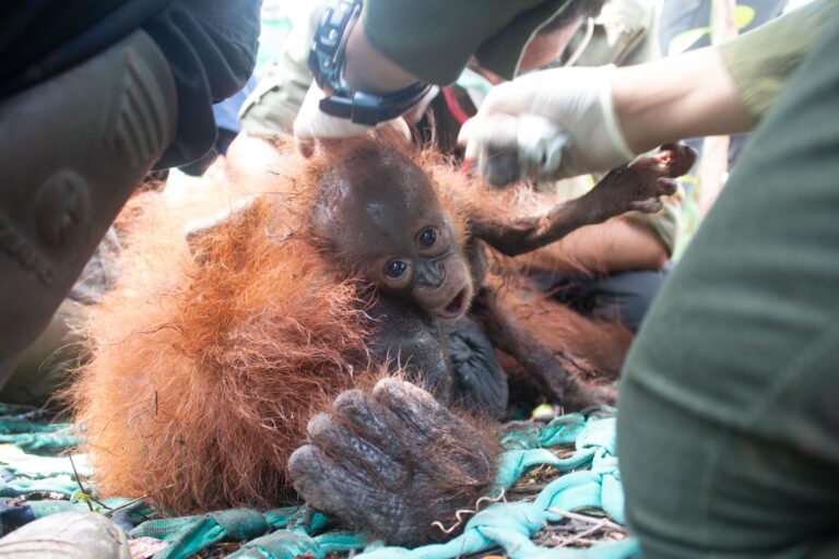 A Mother Orangutan & Her Baby Are Rescued & Relocated After Fire Destroyed Their Forest Home In West Borneo