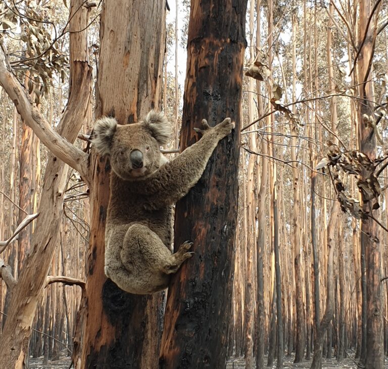 Search & Rescue Efforts For Survivors Continues On Australia’s Kangaroo Island As Federal Government Pledges $50 Million To Save Wildlife