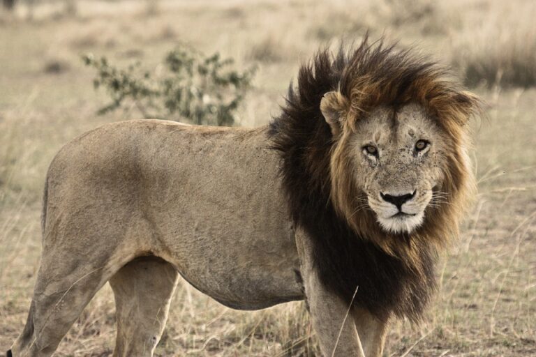 Breaking! Born Free Foundation’s Ongoing Battle To Prevent Lion Extinction By 2031 After 97% Population Decline