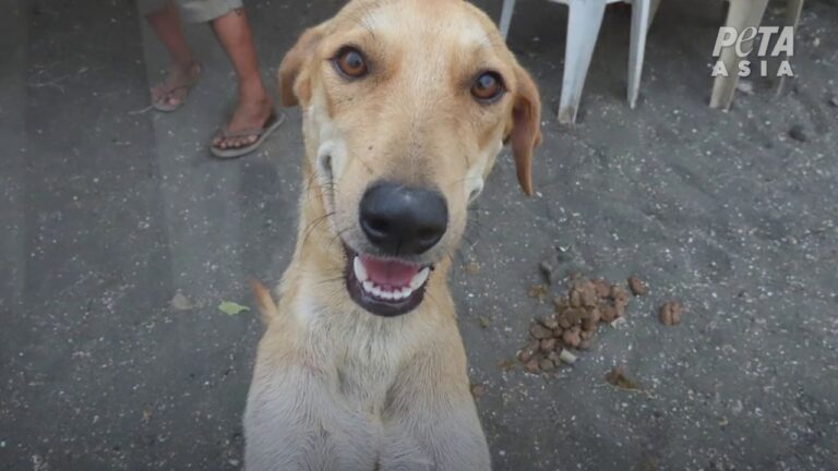 Breaking! Animal Rescue Efforts Continue As The Taal Volcano Erupts In The Philippines Prompting Thousands To Evacuate