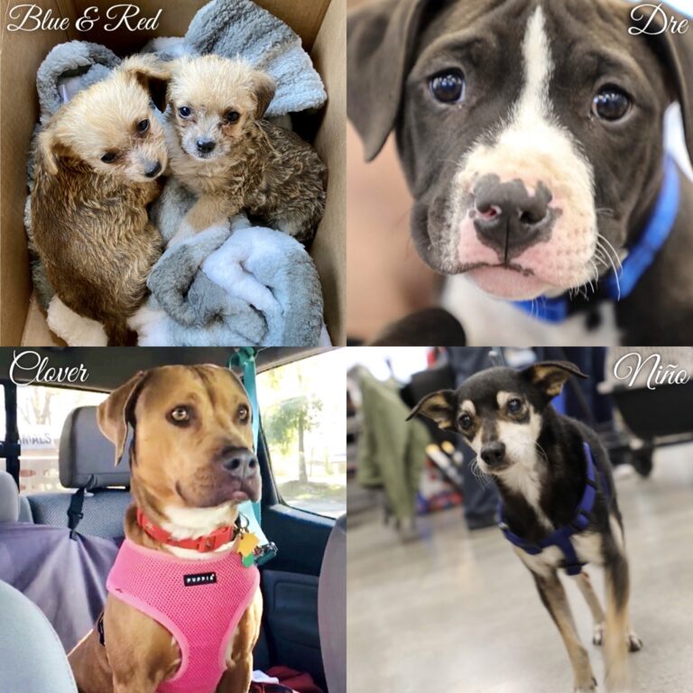 Meet Some Loving Adoptable Dogs Who Are Looking For Their Furever Homes; Here Are WAN’s Rescues Of The Week!