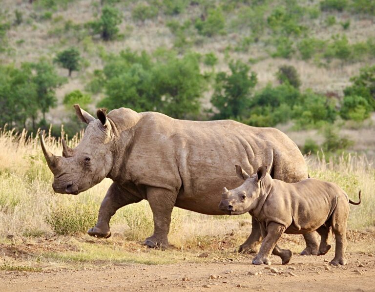 Great News! South Africa Announces Decline In Number of Rhinos Lost To Poaching In 2019