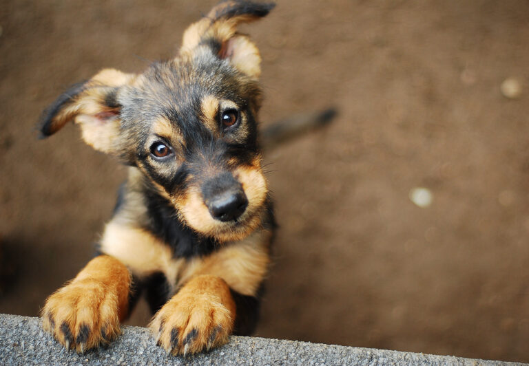 California Bill To Require Pet Microchipping Aims To Reduce Number Of Animals Euthanized In Shelters Throughout The State
