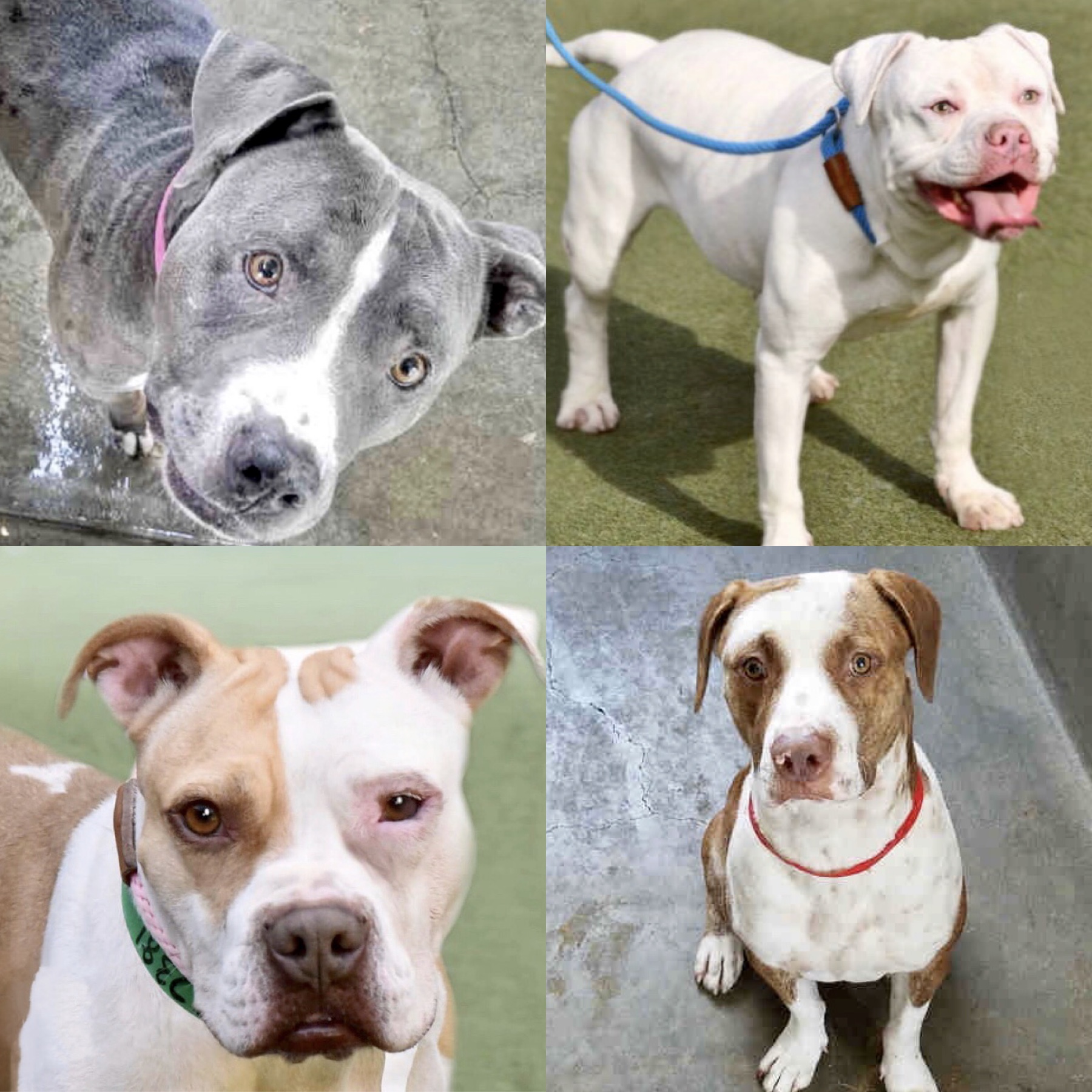 Meet Some Loving Adoptable Dogs Who Are Looking For Their Furever Homes ...