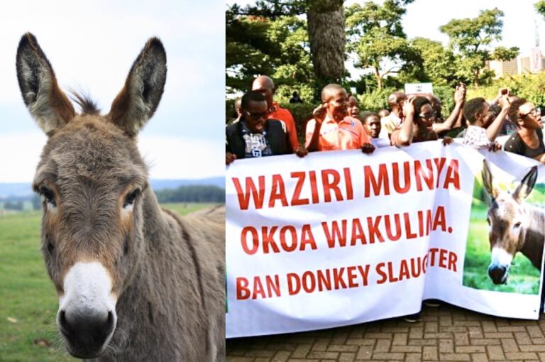 Breaking! Kenya Bans The Slaughter & Export Of Donkeys For Their Skins; Saving The Lives Of Up To 1,000 Animals Per Day