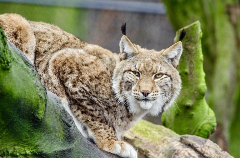 Call To Action! Help Minneapolis, Minnesota, Become The Next U.S. City To Ban The Sale of Fur