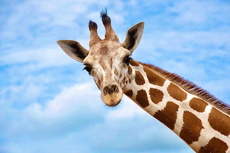 Breaking! Los Angeles City Council Votes To Ban The Use Of Exotic Animals For Entertainment At Private Events & Parties
