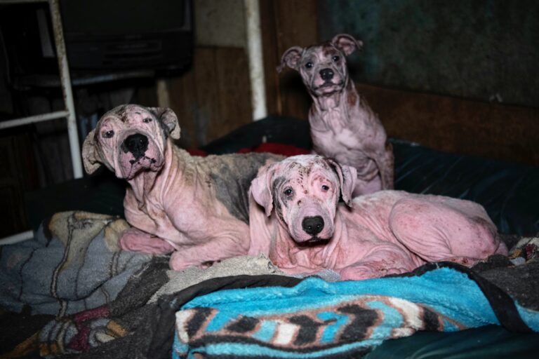Breaking! Approximately 140 Dogs Rescued In Large-Scale Alleged Neglect Case In Dixie County, Florida