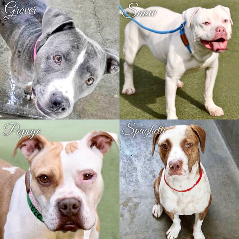Meet Some Loving Adoptable Dogs Who Are Looking For Their Furever Homes; Here Are WAN’s Rescues Of The Week!