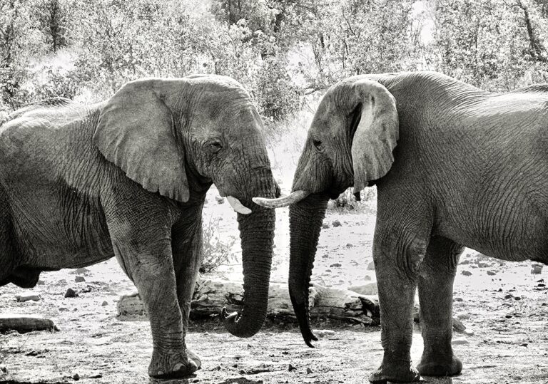 Tell The Milwaukee County Zoo & Pittsburgh Zoo Not To Separate Two Bonded Elephant Companions Who Have Spent Over 25 Years Together