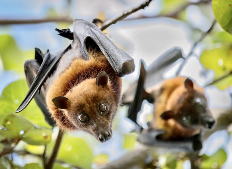 World Health Organization Indicates There Is A High Likelihood The Coronavirus Originated From The Consumption Of Bats As China Imposes A Temporary Ban On Wildlife Trade