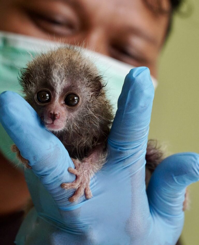 Positive News As Rescue Teams In Indonesia Save A Critically Endangered Baby Slow Loris In West Java