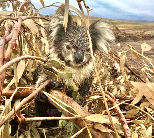 Urgent Call To Action! Koalas Found Dead After Their Habitat Was Bulldozed  By A Logging Company In Australia; Investigation Currently Underway - World  Animal News