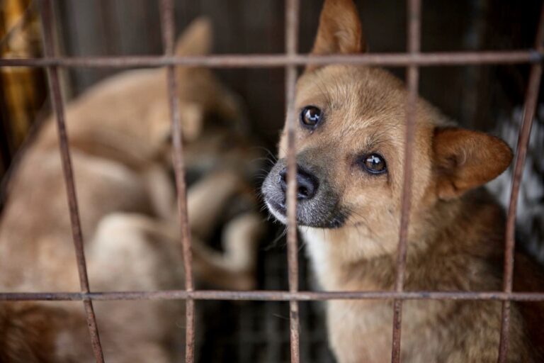 Breaking! The City Of Shenzhen In China Introduces Landmark Legislation Banning The Human Consumption Of Dogs & Cats