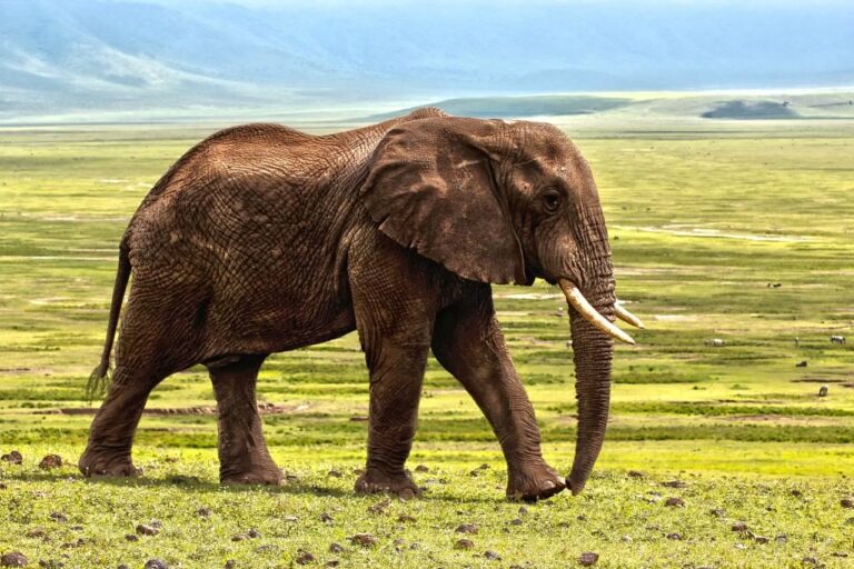 Breaking! Trump Administration Shuts Down Controversial International Wildlife Conservation Council Aimed At Promoting Trophy Hunting