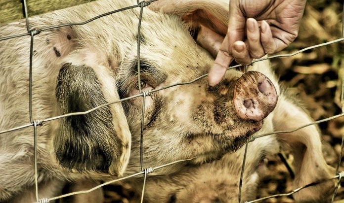 Animal Protection Groups Sue . Secretary of Agriculture Sonny Perdue &  USDA Over Failure To Protect Sick & Injured Pigs - World Animal News