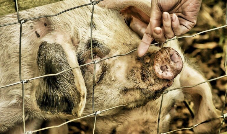 Animal Protection Groups Sue U.S. Secretary of Agriculture Sonny Perdue & USDA Over Failure To Protect Sick & Injured Pigs