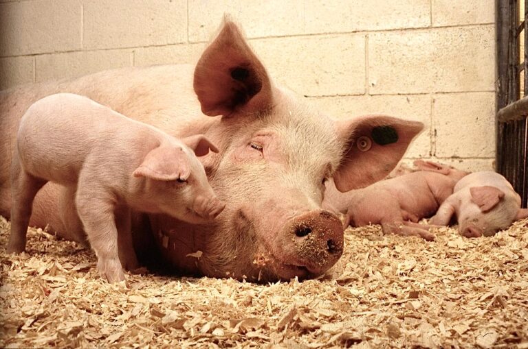 U.S. District Court Rules That Kansas’ Ag-Gag Law Which Bans Undercover Investigations At Slaughterhouses Is Unconstitutional