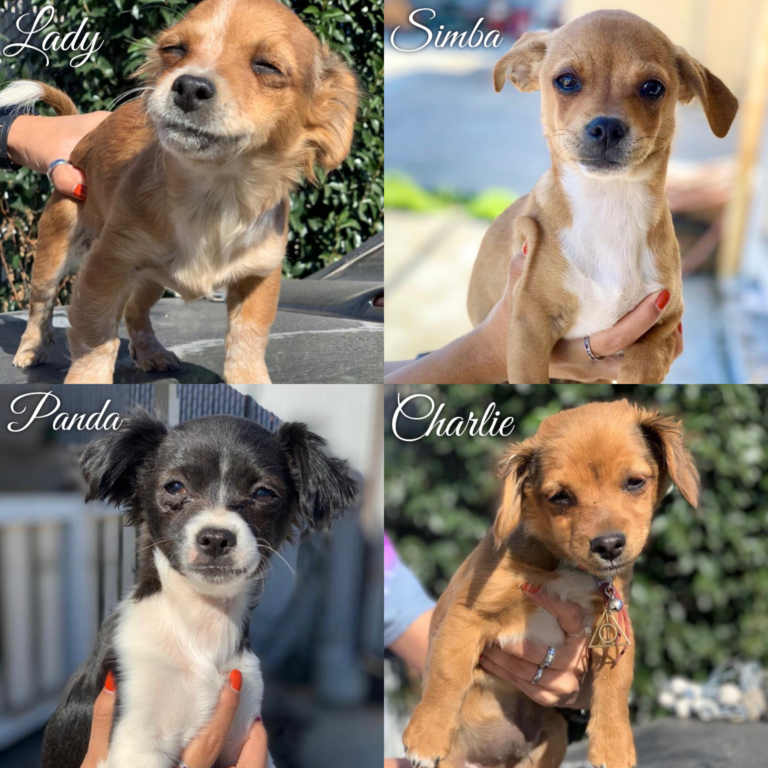 Meet Some Loving Adoptable Dogs Who Are Looking For Their Furever Homes; Here Are WAN’s Rescues Of The Week!