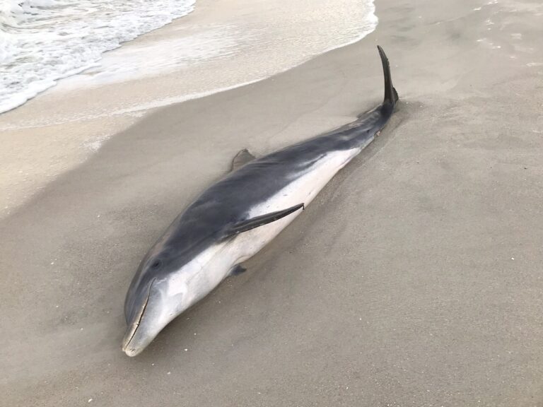 NOAA Law Enforcement Offers $20,000 REWARD To Anyone With Information Leading To The Conviction Of The People Responsible For Brutally Killing Two Dolphins In Florida