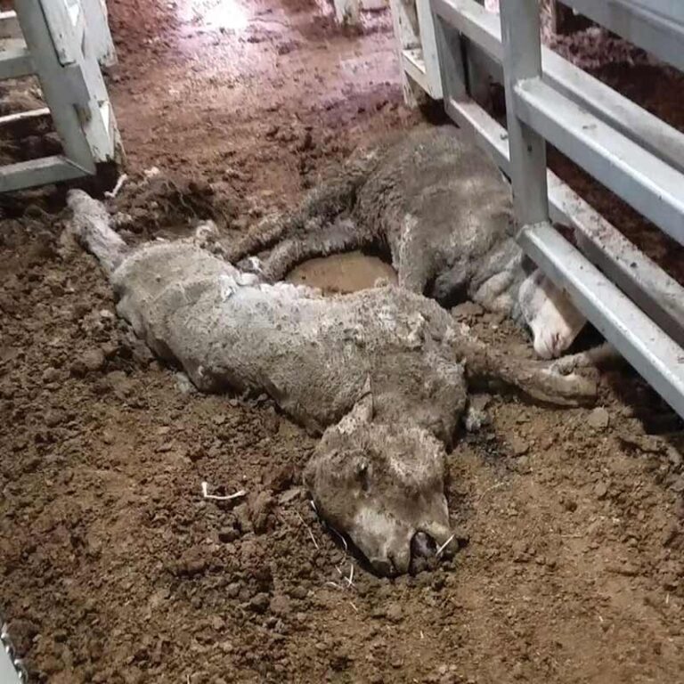 70,000 Sheep Let Down After High Court Of South Africa Removes NSPCA’s Urgent Plea To Stop Their Live Export To Kuwait