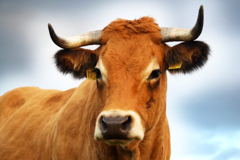 Breaking! Hawaii Department Of Agriculture Commits To New Rules Protecting Farm Animals Transported By Sea After The Deaths Of 21 Pregnant Cows