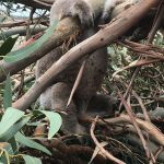 koalafinished1