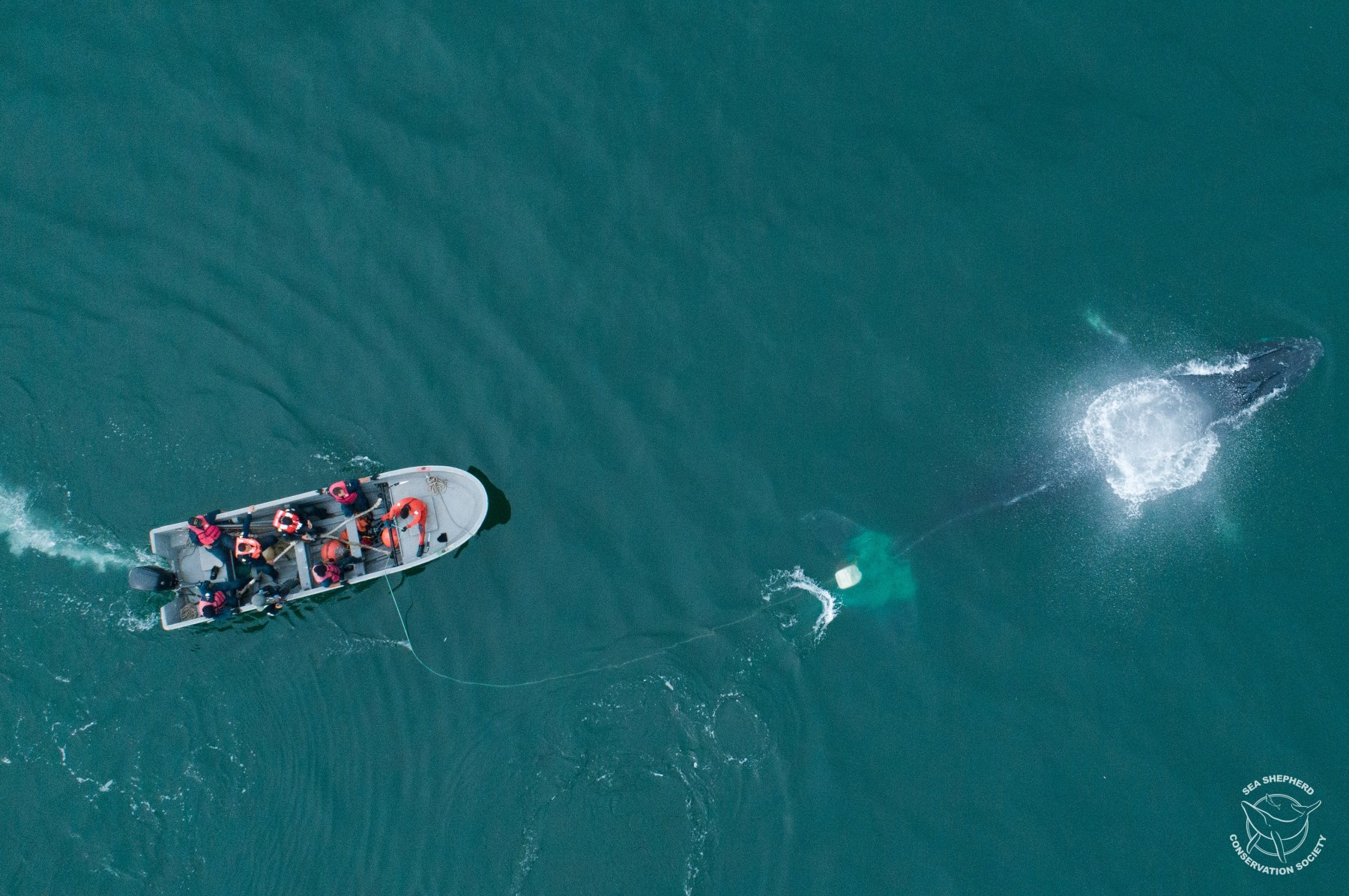 Sea Shepherd Helps To Save Humpback Whale Entangled In Illegal Gillnet ...