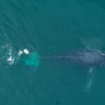 whale-2-v2