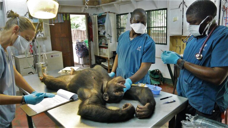 World Veterinary Service Needs Your Help To Send Urgent Aid & Supplies To Animals In Need During The COVID-19 Pandemic