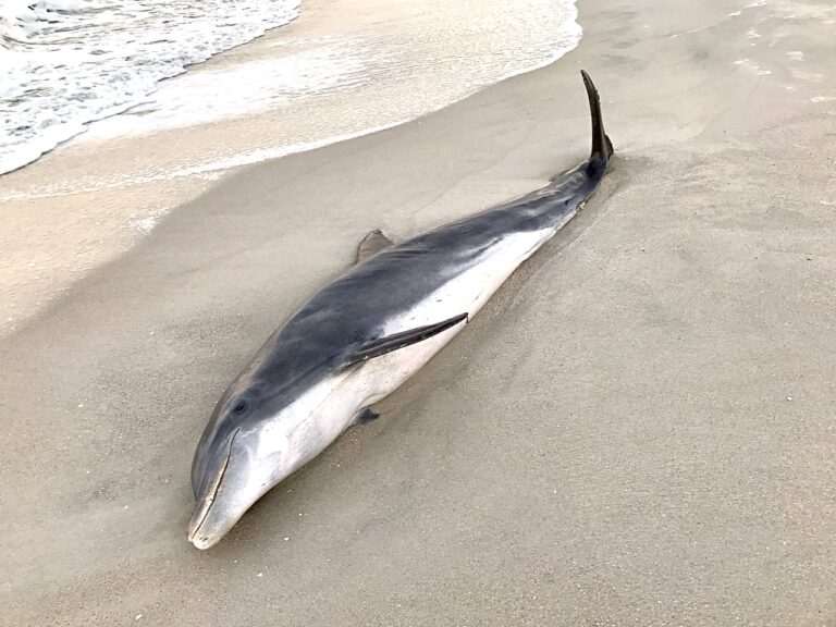 Reward Increases To $54,000 For Information Leading To The Arrests Of The People Responsible For Brutally Killing Multiple Dolphins In Florida