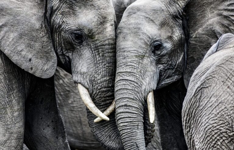 Ivory-Free Canada Coalition Condemns Toronto Sportsmen’s Show for Allowing South African Outfitters To Sell Sickening Elephant Hunts & Calls For Ivory Ban
