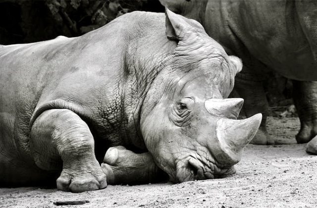 4 Suspected Rhino Poachers Arrested In Kruger National Park; A Total Of ...