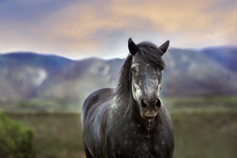 Huge Victory! The U.S. Forest Service Has Been Blocked By A Major Lawsuit From Selling Federally-Protected Wild Horses In California For Slaughter