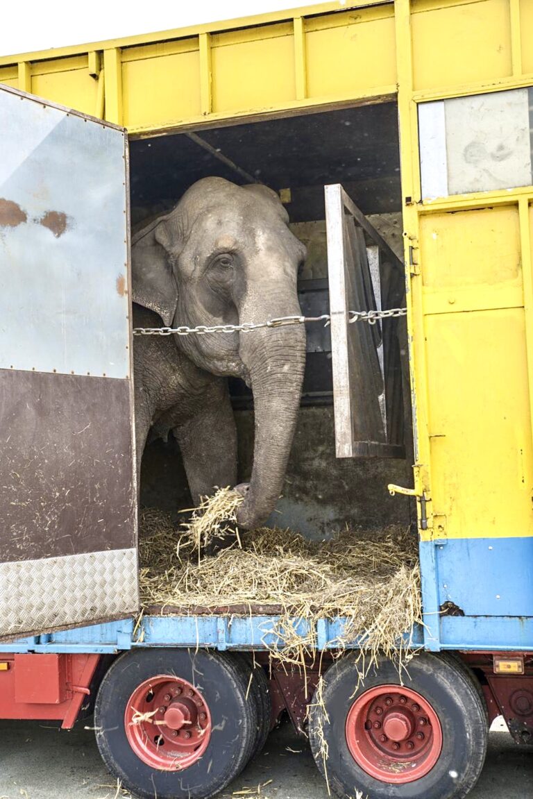 Colorado’s Ban On Exotic Animals In Traveling Circuses Recently Passed The Senate, Now Moves To The House Of Representatives
